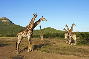 Group of Giraffe (Giraffa Camelopardalis) Group of Giraffe (Giraffa Camelopardalis)