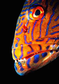 Grouper (Serranidae), head-shot Grouper (Serranidae), head-shot