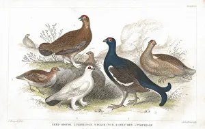 Grouse and Partridge old litho print from 1852 Grouse and Partridge old litho print from 1852