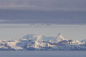 Guillemots or Murres -Uria- flying in front of the mountains of the east coast of Spitsbergen, Spitsbergen Island Guillemots or Murres -Uria- flying in front of the mountains of the east coast of Spitsbergen, Spitsbergen Island