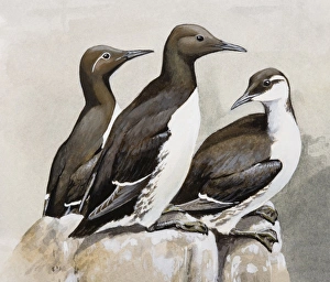 Three Guillemots (Uria aalge), perching on a rock, side view Three Guillemots (Uria aalge), perching on a rock, side view