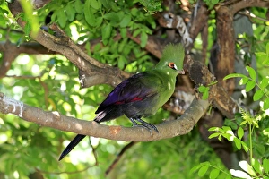 Guinea Turaco -Tauraco persa-, adult on tree, native to Africa, captive Guinea Turaco -Tauraco persa-, adult on tree, native to Africa, captive