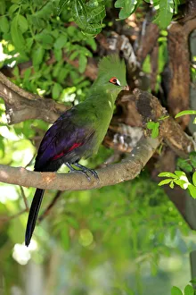 Guinea Turaco -Tauraco persa-, adult on tree, native to Africa, captive Guinea Turaco -Tauraco persa-, adult on tree, native to Africa, captive