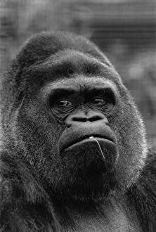 Images Dated 4th November 1974: Guy The Gorilla, Regents Park Zoo