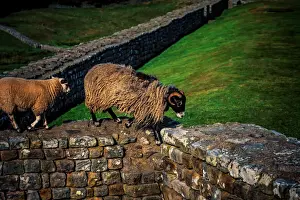 Roman Wall UK Prints: Hadrians Wall