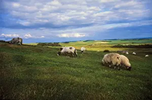 Roman Wall UK Prints: Hadrians Wall