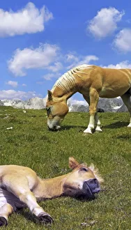 Haflinger foal lying asleep on a meadow, blue sky and white clouds, Gardena Valley, Tyrol Haflinger foal lying asleep on a meadow, blue sky and white clouds, Gardena Valley, Tyrol