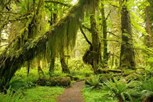 Fine Art Landscape Photography Prints: Hall of Mosses