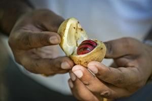 Hands holding a nutmeg with mace -Myristica fragrans- in its shell, Peermade, Kerala, India Hands holding a nutmeg with mace -Myristica fragrans- in its shell, Peermade, Kerala, India