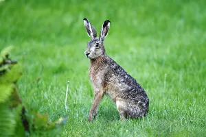 Hare -Lepus europaeus-, sitting in the grass listening, Neuwerk Island, Germany Hare -Lepus europaeus-, sitting in the grass listening, Neuwerk Island, Germany