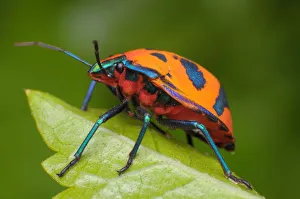 Harlequin Bug - Tectocoris diophthalmus Harlequin Bug - Tectocoris diophthalmus