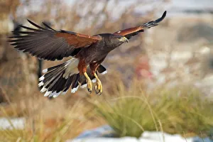 Nature wildlife/phoo chan bird nature photography/harris hawk Nature wildlife/phoo chan bird nature photography/harris hawk