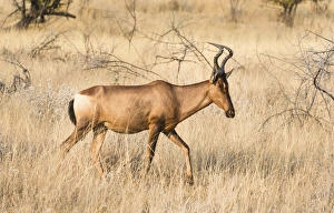 Hartebeest -Alcelaphus buselaphus-, Etosha National Park, Namibia Hartebeest -Alcelaphus buselaphus-, Etosha National Park, Namibia