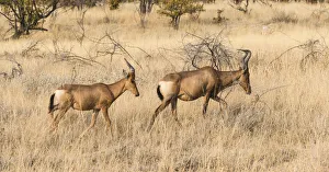 Hartebeests -Alcelaphus buselaphus-, Etosha National Park, Namibia Hartebeests -Alcelaphus buselaphus-, Etosha National Park, Namibia