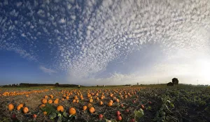 Harvested pumpkins in a pumpkin field with fluffy clouds Harvested pumpkins in a pumpkin field with fluffy clouds