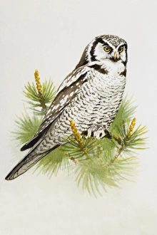 Hawk owl (Surnia ulula), perching on a pine branch, side view Hawk owl (Surnia ulula), perching on a pine branch, side view