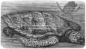 hawksbill sea turtle (Eretmochelys imbricata) hawksbill sea turtle (Eretmochelys imbricata)