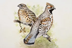 Hazel grouse (Bonasa bonasia), male and female, perching side by side on a branch Hazel grouse (Bonasa bonasia), male and female, perching side by side on a branch