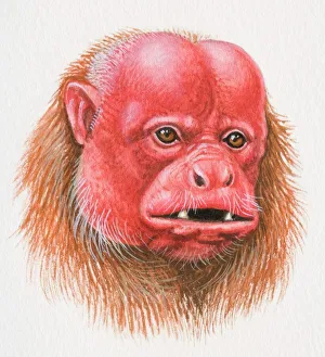 Head of a Bald Uakari, Cacajao calvus, red-faced monkey Head of a Bald Uakari, Cacajao calvus, red-faced monkey