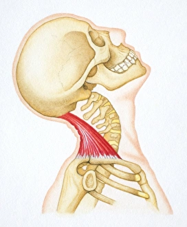 Head bent backwards with bones and relevant neck muscle revealed Head bent backwards with bones and relevant neck muscle revealed