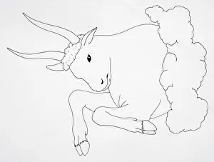 Head and front legs of Bull (Bos taurus), side view Head and front legs of Bull (Bos taurus), side view