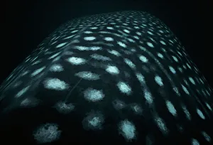 Nature wildlife/jeff rotman underwater photography/head whale shark Nature wildlife/jeff rotman underwater photography/head whale shark