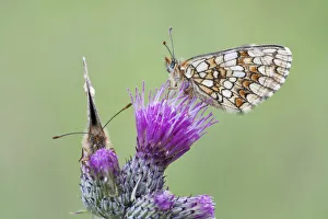 Two Heath Fritillary butterflies -Melitaea athalia- perched on a Spiny Plumeless Thistle Two Heath Fritillary butterflies -Melitaea athalia- perched on a Spiny Plumeless Thistle