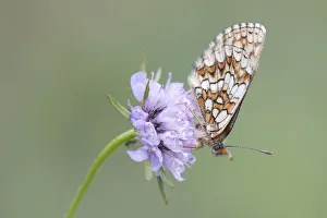 Heath Fritillary -Melitaea athalia-, butterfly perched on a Field Scabiosa -Knautia Heath Fritillary -Melitaea athalia-, butterfly perched on a Field Scabiosa -Knautia