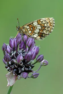Heath Fritillary -Melitaea athalia- on clover blossom Heath Fritillary -Melitaea athalia- on clover blossom