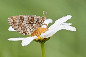 Heath Fritillary -Melitaea athalia- on an Oxeye Daisy -Leucanthemum vulgare-, North Hesse Heath Fritillary -Melitaea athalia- on an Oxeye Daisy -Leucanthemum vulgare-, North Hesse