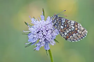 Heath Fritillary -melitaea athalia- perched on a Field Scabiosa -Knautia arvensis Heath Fritillary -melitaea athalia- perched on a Field Scabiosa -Knautia arvensis