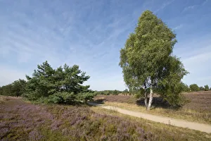 Heath landscape with flowering Heather -Calluna vulgaris-, Wilsede, Luneburg Heath Nature Park, Lower Saxony, Germany Heath landscape with flowering Heather -Calluna vulgaris-, Wilsede, Luneburg Heath Nature Park, Lower Saxony, Germany