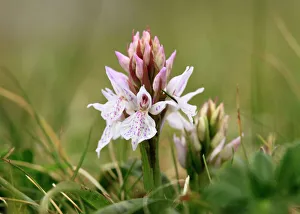 Heath Spotted Orchid or Moorland Spotted Orchid (Dactylorhiza maculata), Burren, Ireland, Europe Heath Spotted Orchid or Moorland Spotted Orchid (Dactylorhiza maculata), Burren, Ireland, Europe