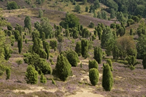 Heather -Calluna vulgaris-, flowering, and Common Juniper -Juniperus communis-, Totengrund Valley, Wilsede Heather -Calluna vulgaris-, flowering, and Common Juniper -Juniperus communis-, Totengrund Valley, Wilsede