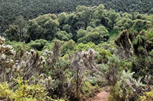 Heather and moorland (Lemosho trail), Kilimanjaro National Park Heather and moorland (Lemosho trail), Kilimanjaro National Park
