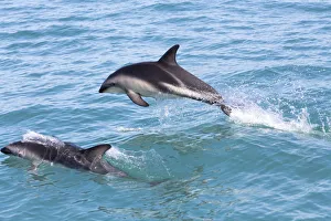 Hector's Dolphins -Cephalorhynchus hectori- jumping out of the water, Ferniehurst Hector's Dolphins -Cephalorhynchus hectori- jumping out of the water, Ferniehurst