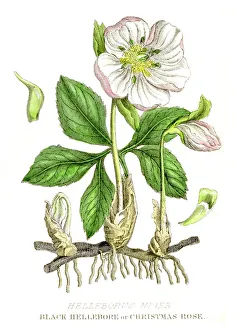 Hellebore botanical engraving 1857
