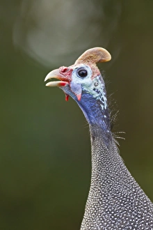 Helmeted guinea-fowl -Numida meleagris-, Wilderness National Park, South Africa Helmeted guinea-fowl -Numida meleagris-, Wilderness National Park, South Africa