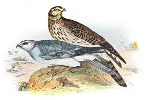 Hen harrier engraving 1896 Hen harrier engraving 1896