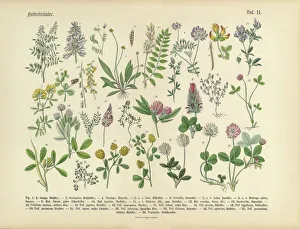 Herbs anb Spice, Victorian Botanical Illustration Herbs anb Spice, Victorian Botanical Illustration