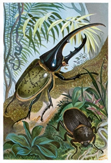 Hercules beetle Chromolithograph 1884 Hercules beetle Chromolithograph 1884