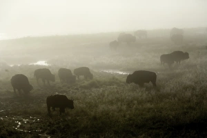 Herd of American Bison on a foggy morning Herd of American Bison on a foggy morning