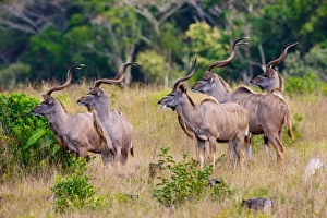 A herd of Kudu, Isimangaliso, Kwazulu-Natal, South Africa A herd of Kudu, Isimangaliso, Kwazulu-Natal, South Africa
