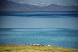 Herd of Sheep near Sayram Lake, Ili, Xinjiang Herd of Sheep near Sayram Lake, Ili, Xinjiang