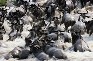Herd of wildebeest (Connochaetes taurinus) in river Herd of wildebeest (Connochaetes taurinus) in river