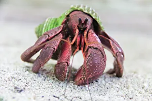 Hermit Crab on Kayangel Atoll, Palau Hermit Crab on Kayangel Atoll, Palau