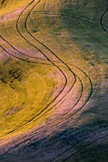 High angle view of tracks in field of wheat in Palouse region, Washington State, USA High angle view of tracks in field of wheat in Palouse region, Washington State, USA