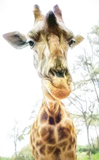 High Key Funny Close Up of Giraffe Leaning In in Nairobi, Kenya High Key Funny Close Up of Giraffe Leaning In in Nairobi, Kenya