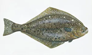Hippoglossus stenolepis, pacific halibut, side view Hippoglossus stenolepis, pacific halibut, side view