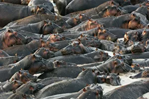 Hippopotami, Katavi National Park, Zambia Hippopotami, Katavi National Park, Zambia